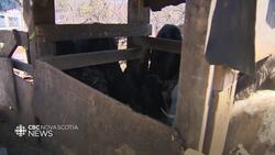 From brewery to beef burger News Clip