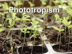 Plant Growth, Development, and Response: Plant Responses Instructional Video