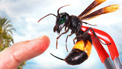 Stung by a Killer Hornet! Instructional Video