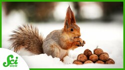 What Really Goes Into Storing Food for the Winter? Instructional Video