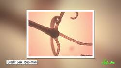 Hydras: Our Immortal, Tentacled Friends Instructional Video