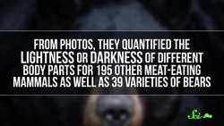 Why Are Pandas Black and White? Instructional Video