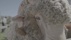 Close up and slow motion of Merino Ram at a ram sale Stock Footage