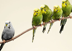 Divergencia Instructional Video