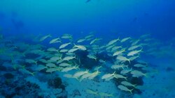 School of Yellow goatfish and butterflyfish swimming in coral reef Stock Footage