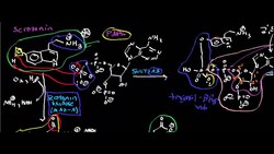 Serotonin Catabolism 1 Instructional Video
