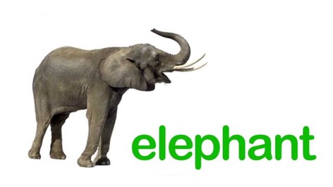Exploring the Diversity of Wild Animals