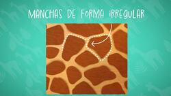 I WONDER - Why Do Giraffes Have Patterns? Me Pregunto - Por Qué Las Jirafas Tienen Patrones? Instructional Video