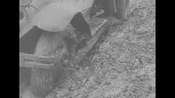 German military trucks driving through mud created by melting snow in WWII Russia News Clip