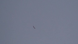 Syrian ground troops capture rebel enclave Instructional Video