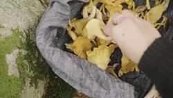 Woman picking mushrooms and drinking coffee in the forest Stock Footage