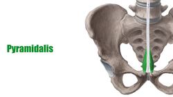 Pyramidalis muscle Instructional Video