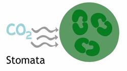 Structure Of The Leaf Instructional Video