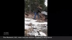 B.C. man rescues moose trapped in wire fence | The Moment News Clip