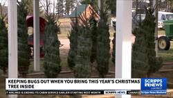 Expert shares tips on how to have a bugfree Christmas News Clip