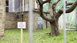 Banksy tree mural defaced with white paint News Clip
