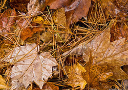 Decomposition Instructional Video