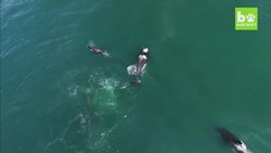 Pod Of Orcas Take Down Minke Whale | SNAPPED IN THE WILD Instructional Video
