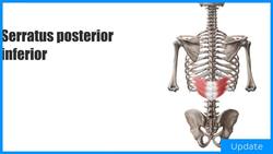 Serratus posterior inferior muscle Instructional Video
