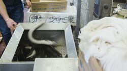 Jellied Eels, London's Traditional Delicacy Explored Instructional Video