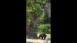 Drones are a high-tech way to scare off bears News Clip