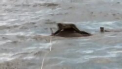 WATCH: Dramatic rescue of elephant swept 14 km out to sea News Clip