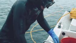 Can A Whale Swallow You Whole? Instructional Video