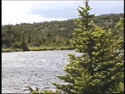 Forests: Northern Coniferous Forests Instructional Video