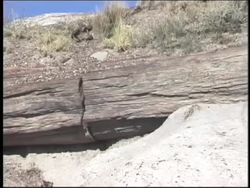 Sedimentary Rocks: Fossils in Sedimentary Rock Instructional Video