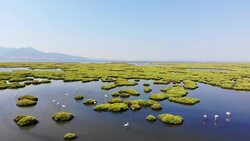Aerial View of Wetland Stock Footage