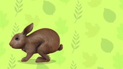 I WONDER - How High Can Rabbits Jump? Me Pregunto - Qué Tan Alto Pueden Saltar Los Conejos? Instructional Video