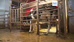 Brussels takes China to the WTO over 'questionable' probe into EU dairy products Instructional Video