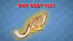 I WONDER - What Animals Live In Snowy Conditions? Instructional Video