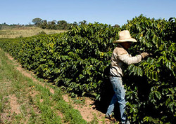 Brazil: Life on a Plantation Instructional Video