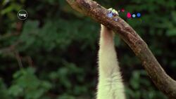 How do animals move? Instructional Video