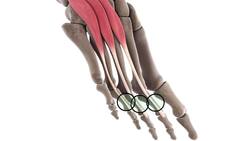 Dorsal muscles of the foot (3D) Instructional Video