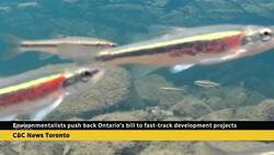 Environment groups raise alarm about Ontario bill that would weaken species protection News Clip