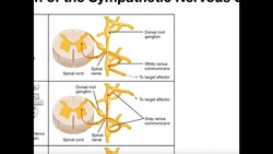 Structure of Sympathetic Nervous System Pathways Instructional Video