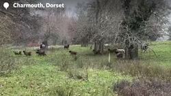 Animals in south west England frolic in snowy fields Instructional Video