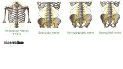 Transversus abdominis muscle Instructional Video
