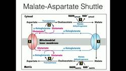 Malate-Aspartate Shuttle Mitochondrial NADH Transport Instructional Video