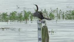 Floodwaters killing oysters, pushing out sea life Instructional Video