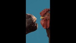 Are Chickens the Closest Relatives of T-Rex? Instructional Video