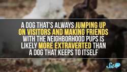 Animal Personalities Are More Like Ours Than You Might Think Instructional Video