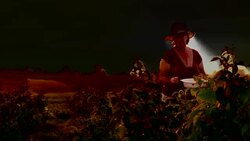 An elderly woman collects raspberries at sunset. Organic food. Stock Footage