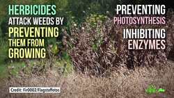 How Safe Are Pesticides, Really? Instructional Video