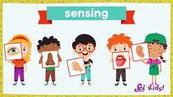 Why Do Animals Have Whiskers? | Amazing Animal Senses | SciShow Kids Instructional Video