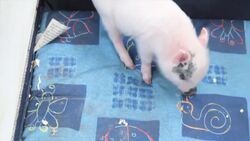 What Is a Teacup Pig? Instructional Video