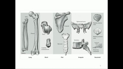 KINE 3135 Biomechanics of Bones Instructional Video