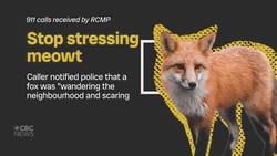 'My cat is mean' and other inappropriate calls to Sask. RCMP News Clip